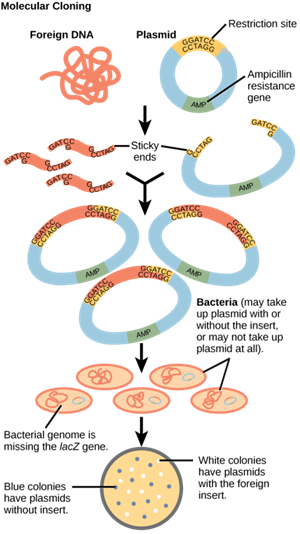 Figure_17_01_06 (1).png