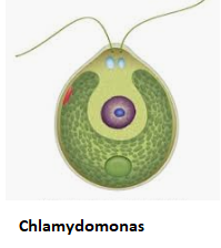 chlam.PNG