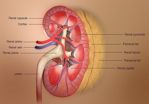 Kidneys.jpg