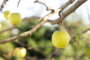 apple-tree-branch-plant-fruit-flower-99966-pxhere.com.jpg