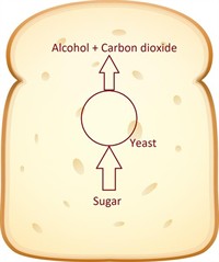whitebread13813461280w538w200 (1).jpg