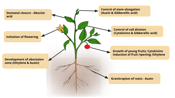 YC Editorial - Divya (18).png