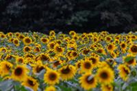 sunflower-5470156_960_720.jpg