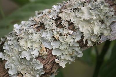 Lichen_(5465493518).jpg