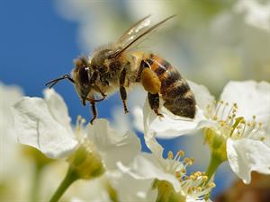 800px-Apis_mellifera_-_Prunus_padus_-_Keila.jpg