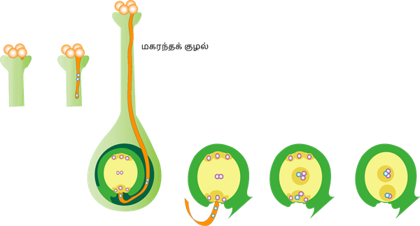 YCIND_220523_3815_plant male female pollen formation.png