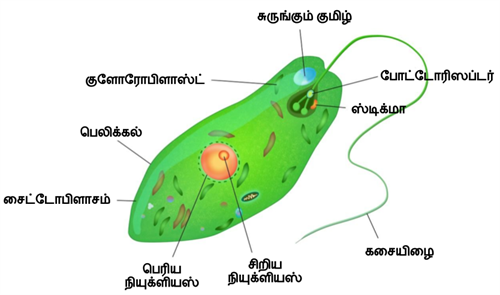 Design - YC IND (3).png