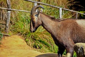 nilgiri-tahr-3428499_960_720.jpg