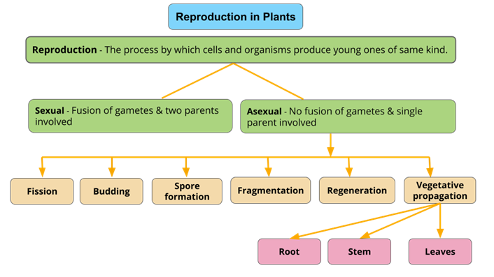 Mind maps - Divya (11).png