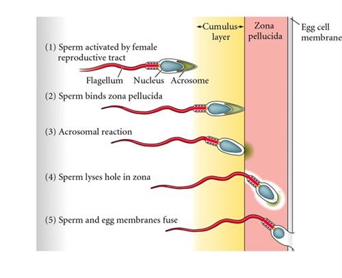 AcrosomeReaction.jpg