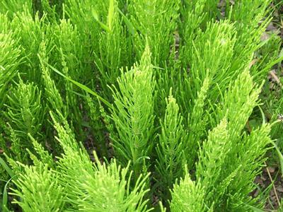 Equisetum_arvense_foliage.jpg