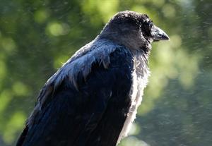 crow-4421718_1920.jpg
