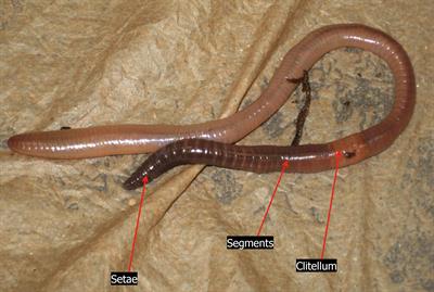 Earthworm_segments_Labeled_Segments.jpg