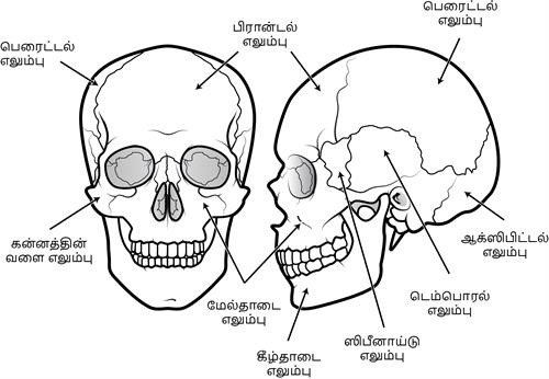 YCIND20220816_4262_Human organ systems_2.jpg