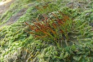 800px-Hornwort_(3144429129).jpg