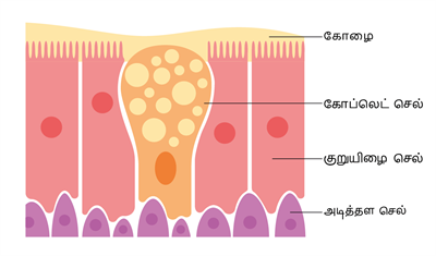 YCIND03062022_3831_Organisation_of_tissues_TM_9th_1.png