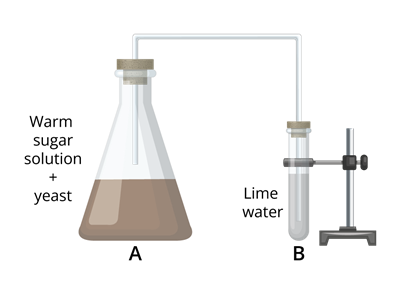 YCIND_231103_5708_CBSE _8th_4.png