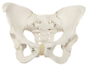 pelvis-w899.png