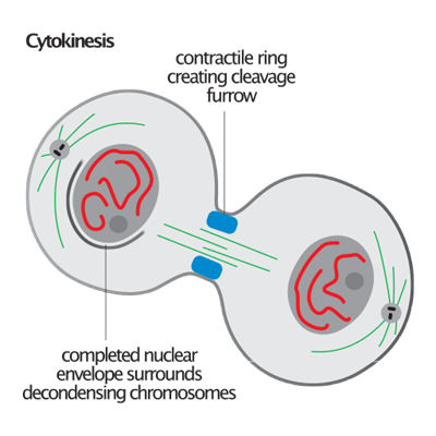 512px-Cytokinesis_illustration.svg.png