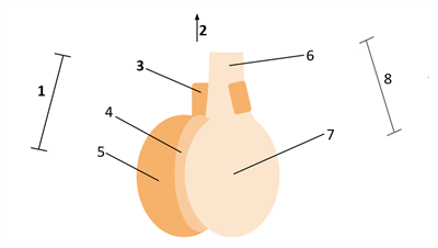 PituitaryGland.png