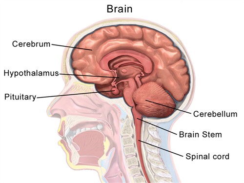 1024pxBrainAnatomySagittalw834 (1).png