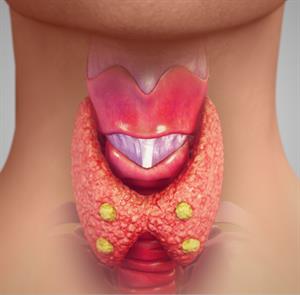 parathyroid gland final.jpg