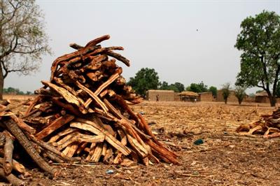 Mali_firewood.jpg