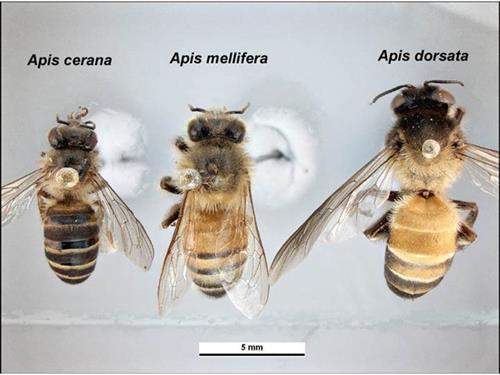 Apis_species.jpg