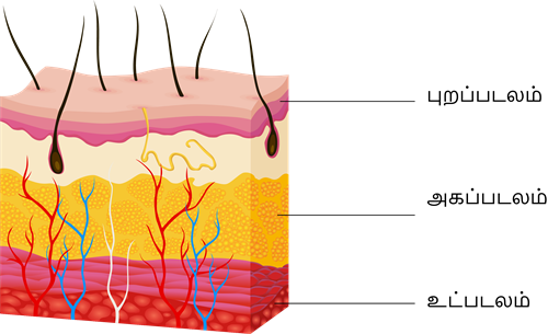 YCIND20220810_4271_Human organ systems_05.png