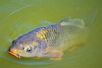 carp-pix.jpg
