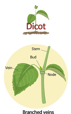 dicot leavesss.jpg