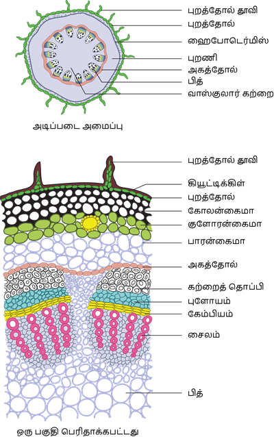 YCIND20220804_4089_Plant anatomy and physiology_06.png