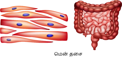 YCIND20220816_4262_Human organ systems_9_3.png