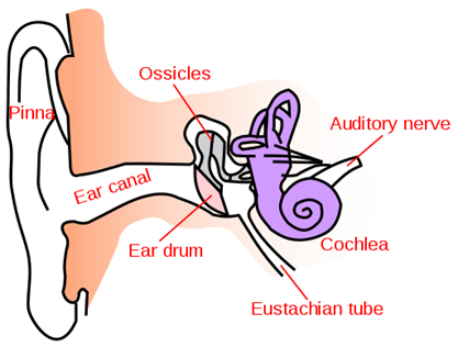 512px-Ear-anatomy-text-small-en.svg.png