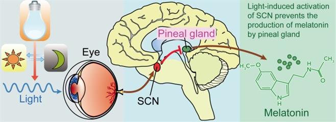 Light,_suprachiasmatic_nuclei_(SCN),_and_the_pinealmelatonin_circuit.jpg