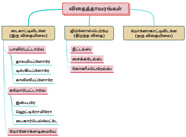 விதைத்தாவரங்கள்.png