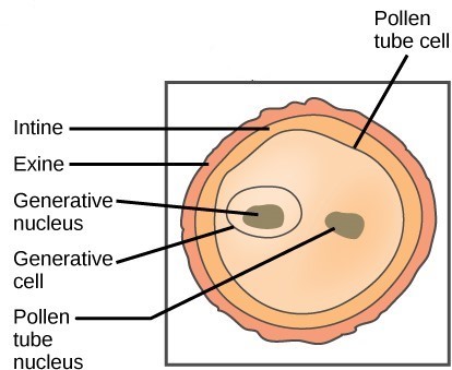 Figure_32_01_06f (1).jpg