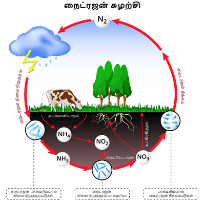 YCIND20220615_3918_Nitrogen Cycle-01.png