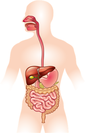 Digestive system.png