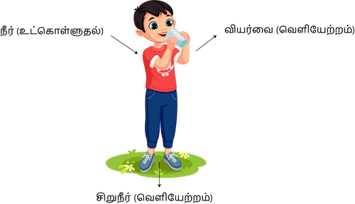 YCIND20220810_4271_Human organ systems_08.png