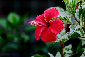hibiscus-7137172_1280.jpg