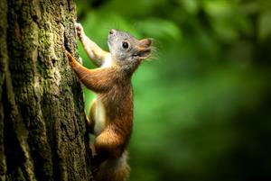 squirrel-2478517_1920.jpg