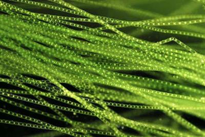 spirogyra.jpg