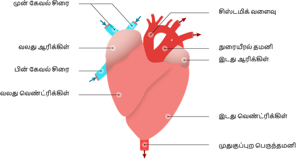 YCIND20220901_4408_Structural organisation of animals_10.png
