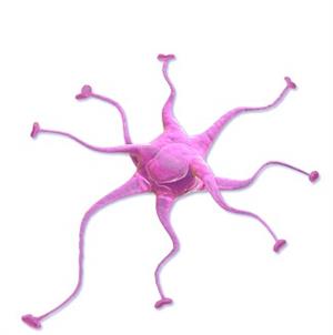 Astrocytes_que.jpg