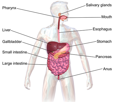 Blausen0316DigestiveSystem.png