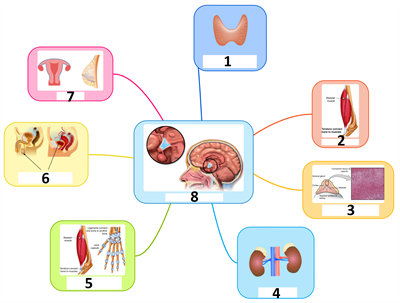 hypothalamus_hormones.png