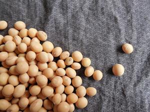soybeans-182295_960_720.jpg