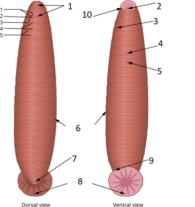 Labelparts1Stexercisefinal.png