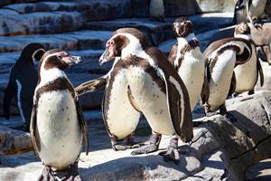 humboldt-penguin-3771843_1280.jpg